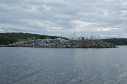 Fågeln Skarv tycks ha dragit norrut. Denna ö, Loppan, ligger strax norr om Härnösand.