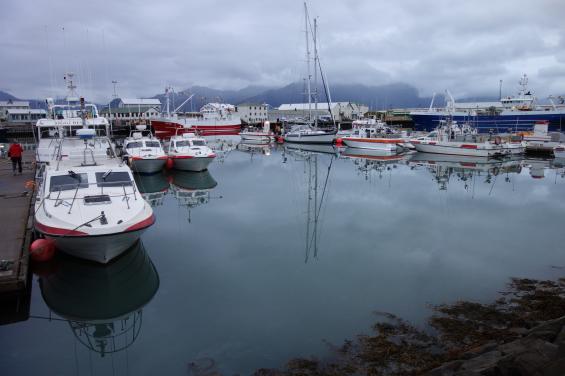 Bland lokala fiskebåtar får vi en plats i fiskeindustrihamnen i Höfn.